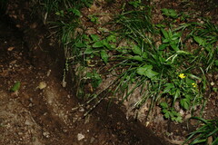 Carex leersii