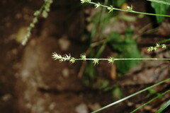 Carex leersii