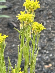 Erysimum virgatum