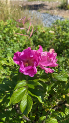 Rosa rugosa