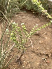 Lappula redowskii redowskii