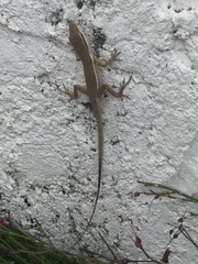 Anolis pulchellus