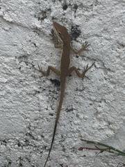 Anolis pulchellus