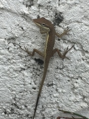 Anolis pulchellus