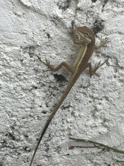 Anolis pulchellus