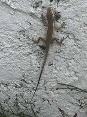 Anolis pulchellus