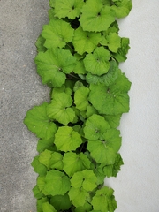 Tussilago farfara
