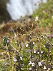Euphrasia frigida