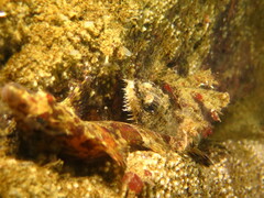 Podothecus accipenserinus