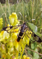 Synanthedon scoliaeformis