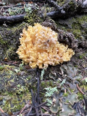 Ramaria largentii