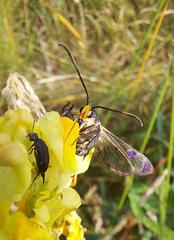 Synanthedon scoliaeformis