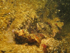 Podothecus accipenserinus