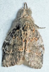 Peridea angulosa