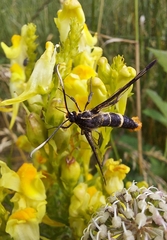 Synanthedon scoliaeformis