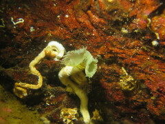 Protula pacifica