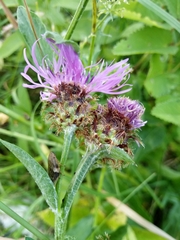 Centaurea oxylepis