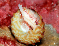 Trochus maculatus