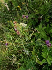 Centaurea oxylepis