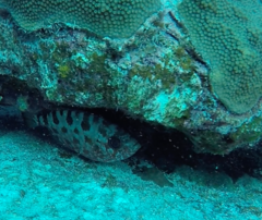 Heteropriacanthus cruentatus