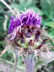 Centaurea oxylepis