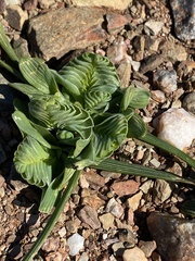 Lapeirousia pyramidalis