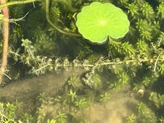 Micranthemum glomeratum