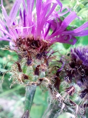 Centaurea oxylepis