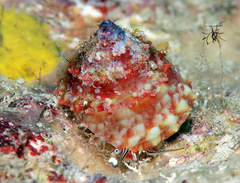 Trochus maculatus