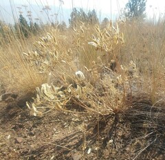 Lomatium rollinsii