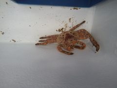 Amphithrax pilosus