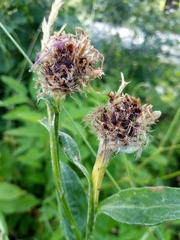 Centaurea oxylepis