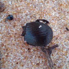Acanthoscelis ruficornis