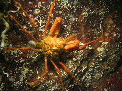 Chorilia longipes
