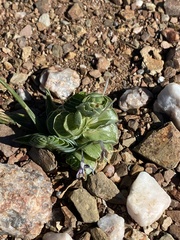 Lapeirousia pyramidalis