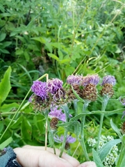 Centaurea oxylepis