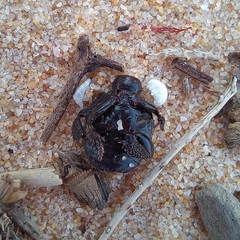 Acanthoscelis ruficornis