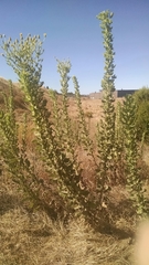 Heterotheca grandiflora