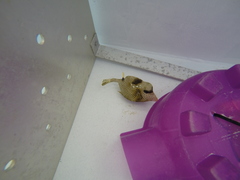 Lactophrys bicaudalis