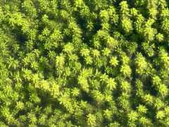 Micranthemum glomeratum