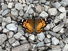Vanessa virginiensis