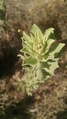 Heterotheca grandiflora