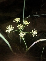 Foeniculum vulgare