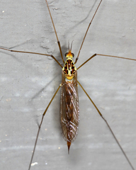 Nephrotoma virescens