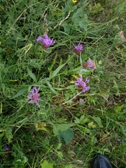 Centaurea fleischeri