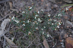 Spyridium thymifolium