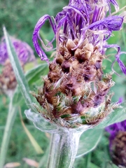 Centaurea fleischeri