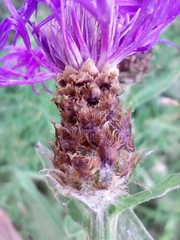 Centaurea fleischeri