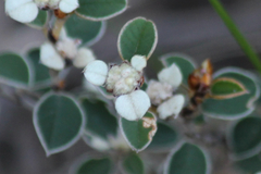 Spyridium thymifolium