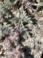 Astragalus austiniae